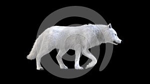 3d Illustration white wolf isolate on dark background, arctic wolf.