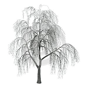 3D Illustration Willow on White