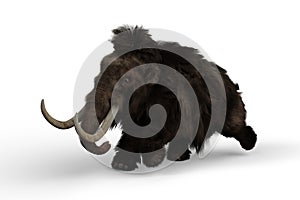 3D illustration of a Woolly Mammoth charging, the extinct relative of the modern Elephant isolated on a white background