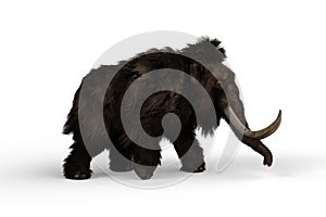 3D illustration of a Woolly Mammoth walking, the extinct relative of the modern Elephant isolated on a white background