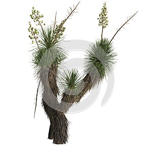 3d illustration of yucca elata isolated on white background