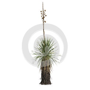 3d illustration of yucca elata isolated on white background