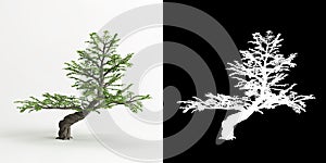 3d illustration of Zanthoxylum piperitum bonsai isolated on white and its mask