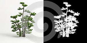 3d illustration of Zanthoxylum piperitum bonsai isolated on white and its mask