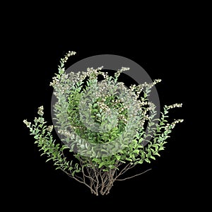 3d illustration of Zenobia pulverulenta bush isolated on black background