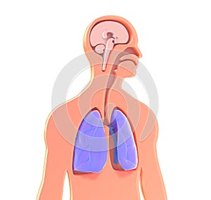 3D image of anatomical illustration of human body torso, ENT, brain and lungs.