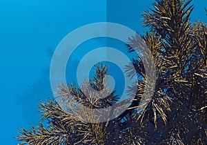 3d image of a postcard with an spruce branch