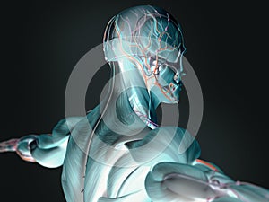 3D imagery of human anatomy