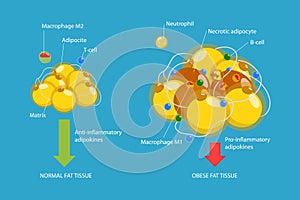 3D Isometric Flat Vector Conceptual Illustration of Adipoce Tissue