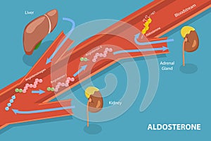 3D Isometric Flat Vector Conceptual Illustration of Aldosterone Mineralocorticoid Steroid Hormone Release