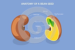 3D Isometric Flat Vector Conceptual Illustration of Anatomy Of A Bean Seed