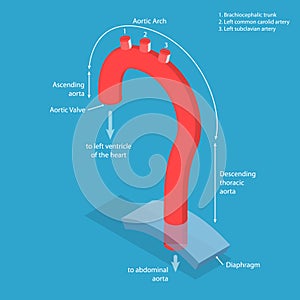 3D Isometric Flat Vector Conceptual Illustration of Aorta Segments