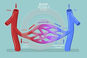 3D Isometric Flat Vector Conceptual Illustration of Blood Vessels Types