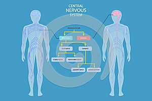3D Isometric Flat Vector Conceptual Illustration of Central Nervous System
