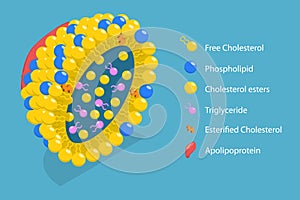 3D Isometric Flat Vector Conceptual Illustration of Chylomicron Structure