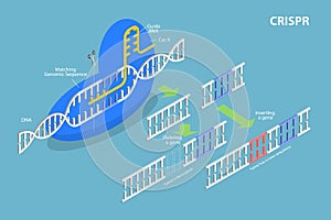 3D Isometric Flat Vector Conceptual Illustration of CRISPR