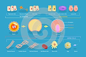 3D Isometric Flat Vector Conceptual Illustration of Endoderm, Mesoderm And Ectoderm