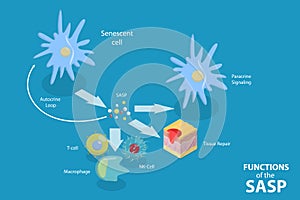 3D Isometric Flat Vector Conceptual Illustration of Functions Of The SASP