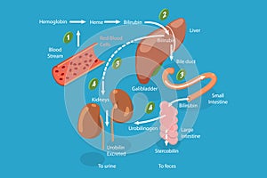 3D Isometric Flat Vector Conceptual Illustration of Heme Catabolism