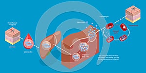 3D Isometric Flat Vector Conceptual Illustration of Life Cycle Of A Malaria Parasite