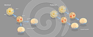 3D Isometric Flat Vector Conceptual Illustration of Monozygotic And Dizygotic Twins