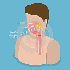3D Isometric Flat Vector Conceptual Illustration of Oropharynx