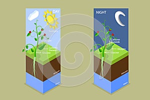 3D Isometric Flat Vector Conceptual Illustration of Photosynthesis