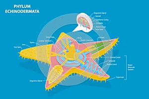 3D Isometric Flat Vector Conceptual Illustration of Phylum Echinodermata