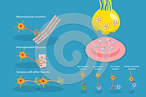 3D Isometric Flat Vector Conceptual Illustration of Synapse