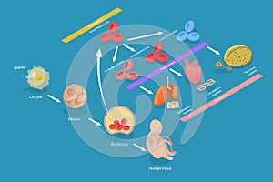 3D Isometric Flat Vector Conceptual Illustration of Totipotent Cells