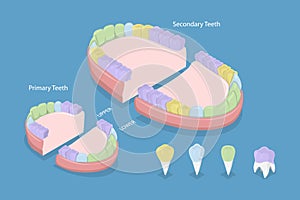 3D Isometric Flat Vector Conceptual Illustration of Types Of Teeth