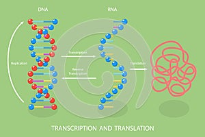 3D Isometric Flat Vector Illustration of Transcription And Translation