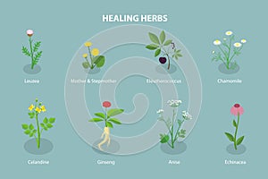 3D Isometric Flat Vector Set of Healing Herbs