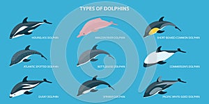 3D Isometric Flat Vector Set of Types Of Dolphins