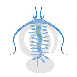 3D Isometric Flat Vector Set of Varieties Of Plankton. Item 4