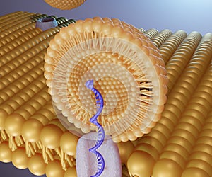 3D liposome RNA transfer into cell\'s membrane