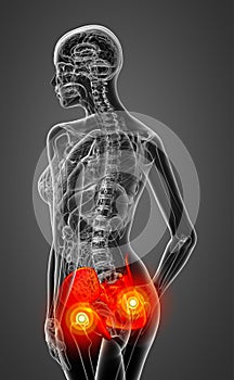 3D medical illustration of the pelvis bone