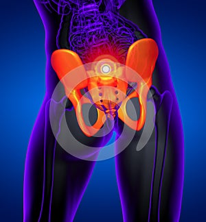 3D medical illustration of the pelvis bone