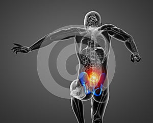 3D medical illustration of the pelvis bone