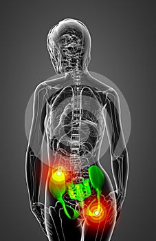 3D medical illustration of the pelvis bone