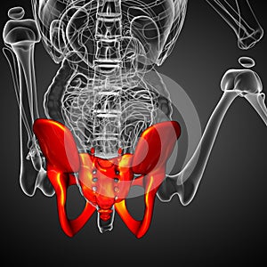 3D medical illustration of the pelvis bone