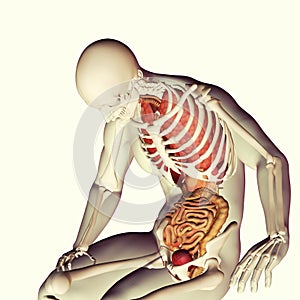 3d medical skeleton with internal organs