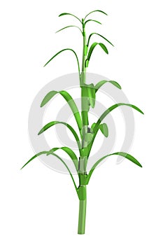 3d model of corn stalk