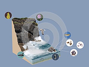 3d model ecosystem cliff