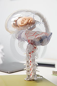 3D model of human brain with spinal cord