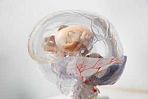 3D model of human brain with spinal cord