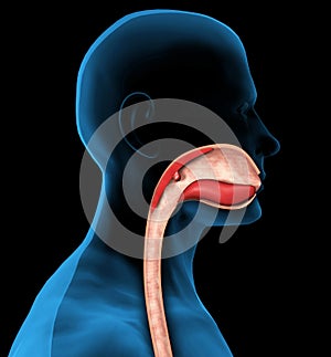 3d Mouth and esophagus