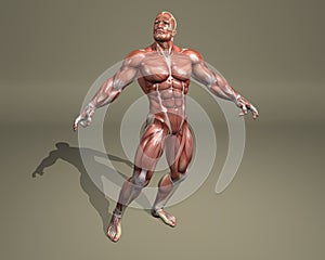 3d muscular system