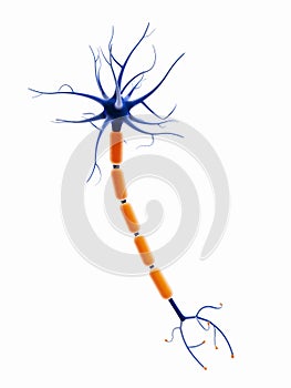 3D neuron cell