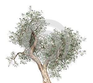 3D Olive tree isolated